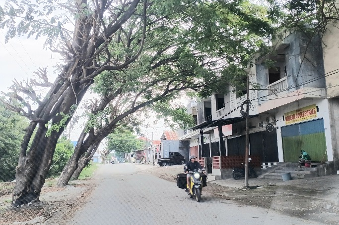 Pohon Miring di Jalan Tavanjuka Permai, Warga Palu Minta Tebang Saja