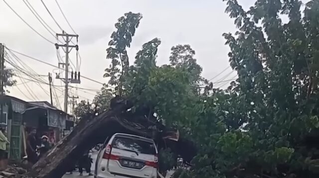 Palu Rawan Pohon Tumbang: Satu Meninggal, Mobil Warga Jadi Korban