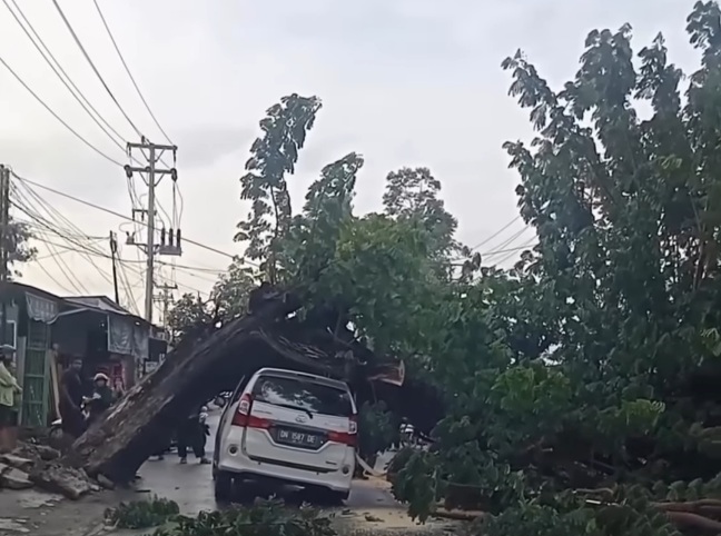 Palu Rawan Pohon Tumbang: Satu Meninggal, Mobil Warga Jadi Korban