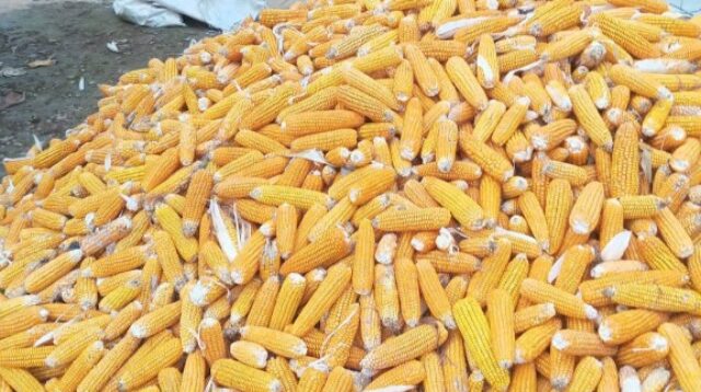 Jagung Hasil Tanam Polri Dipuji, Perum Bulog Nyatakan Komitmen