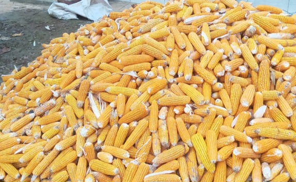 Jagung Hasil Tanam Polri Dipuji, Perum Bulog Nyatakan Komitmen