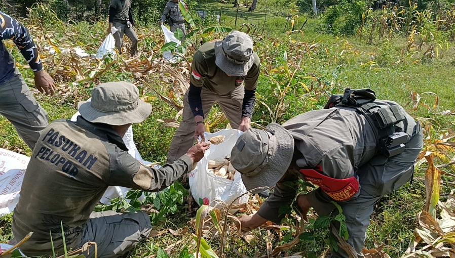 Dukung Ketahanan Pangan Nasional, Satgas Madago Raya Panen Jagung di Poso