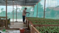 Sumpah Pemuda dan Negeri Agraris