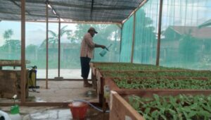 Sumpah Pemuda dan Negeri Agraris