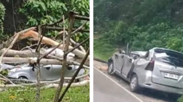 Pohon Tumbang di Toboli Makan Korban, Sopir asal Gorontalo Meninggal di Tempat