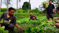 Pemuda di desa Loru Tanam sayur Hijau Adalah Masa Depan