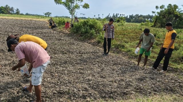 Dukung Ketahanan Pangan, Polsek Tomini dan Warga Palasa Tanam Jagung