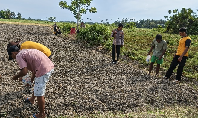 Dukung Ketahanan Pangan, Polsek Tomini dan Warga Palasa Tanam Jagung