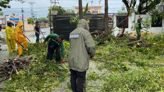 Tim SAR Brimob Evakuasi Pohon Tumbang di Jalan Samratulangi Palu