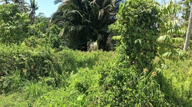 Diduga Ada Kongkalikong, APH Didesak Usut Pembelian Aset Pemkab Tolitoli Rp7 Miliar