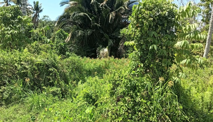 Diduga Ada Kongkalikong, APH Didesak Usut Pembelian Aset Pemkab Tolitoli Rp7 Miliar