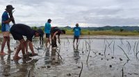 Pemuda Oncone Raya Tanam 2.600 Mangrove untuk Cegah Abrasi dan Perubahan Iklim