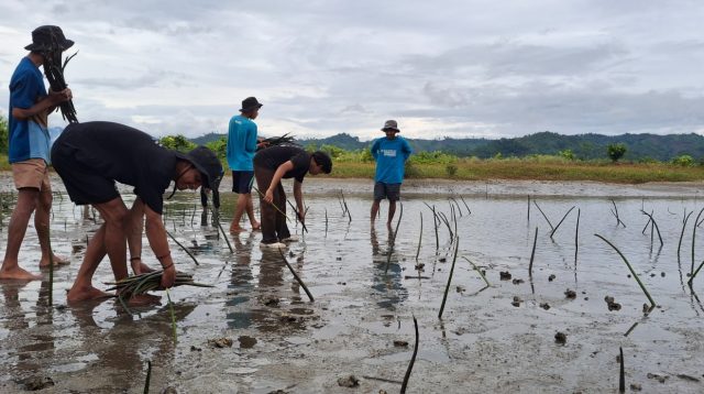 Pemuda Oncone Raya Tanam 2.600 Mangrove untuk Cegah Abrasi dan Perubahan Iklim