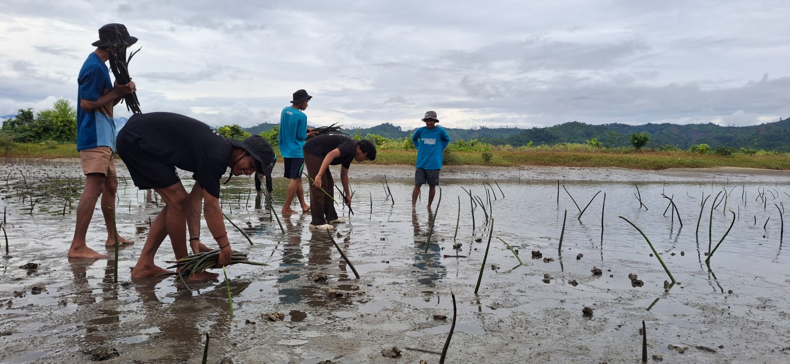 Pemuda Oncone Raya Tanam 2.600 Mangrove untuk Cegah Abrasi dan Perubahan Iklim