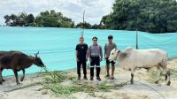 Idul Adha Tahun Ini, Trinusa Group Bagikan 30 Ekor Sapi Kurban