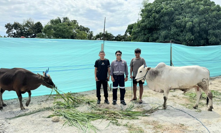Idul Adha Tahun Ini, Trinusa Group Bagikan 30 Ekor Sapi Kurban